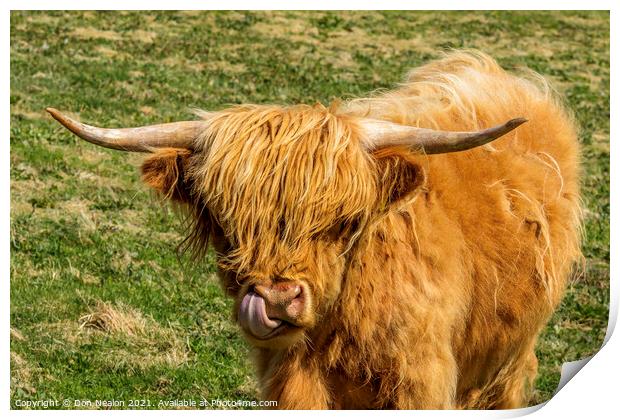 Highland cow - lick it Print by Don Nealon