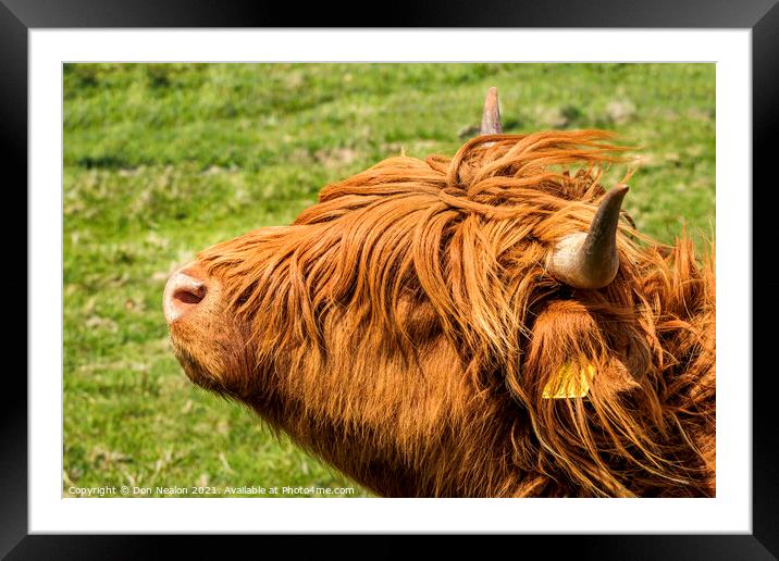 Highland cow - Heads up Framed Mounted Print by Don Nealon