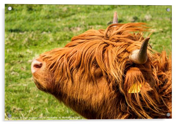 Highland cow - Heads up Acrylic by Don Nealon