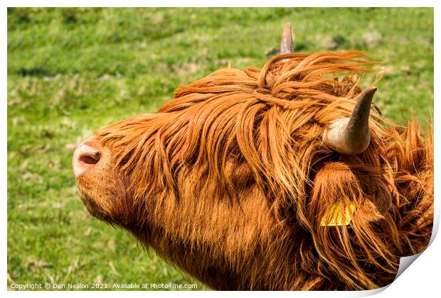 Highland cow - Heads up Print by Don Nealon