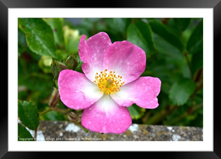 Dog Rose (Rosa Canina) Framed Mounted Print by Philip Gough