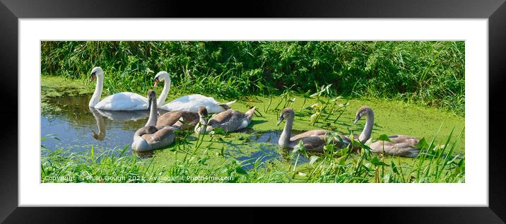 Swans and their young Framed Mounted Print by Philip Gough