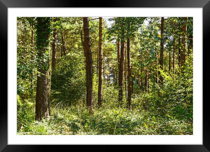 Woodland trees at Trinity woods  Framed Mounted Print by Philip Gough