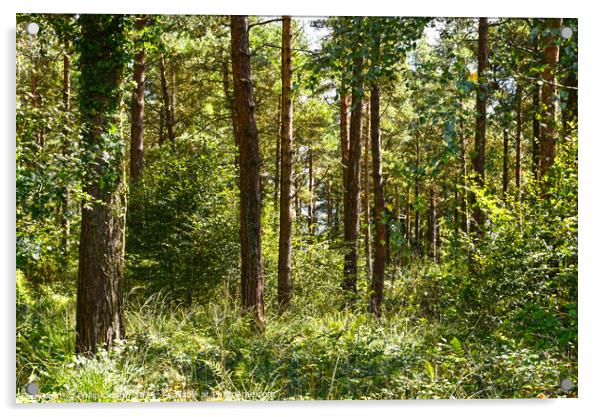 Woodland trees at Trinity woods  Acrylic by Philip Gough