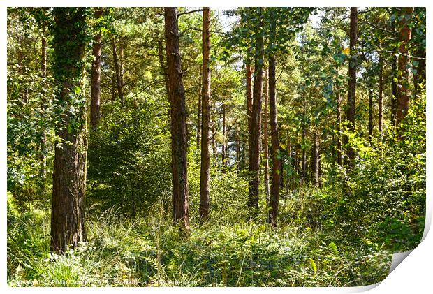 Woodland trees at Trinity woods  Print by Philip Gough