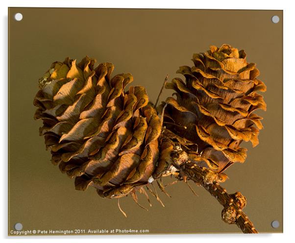 Fir cones Acrylic by Pete Hemington
