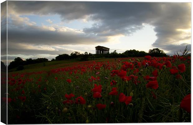 penshaw monument poppy field. Canvas Print by Northeast Images