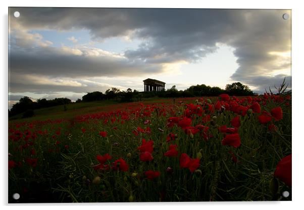 penshaw monument poppy field. Acrylic by Northeast Images