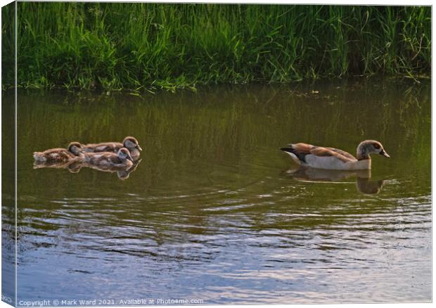 Egyptian Goose with young following. Canvas Print by Mark Ward