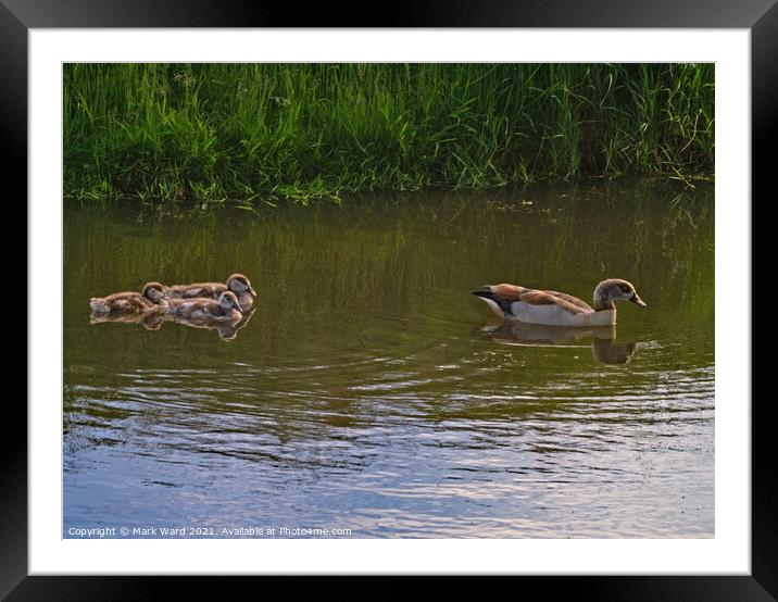 Egyptian Goose with young following. Framed Mounted Print by Mark Ward