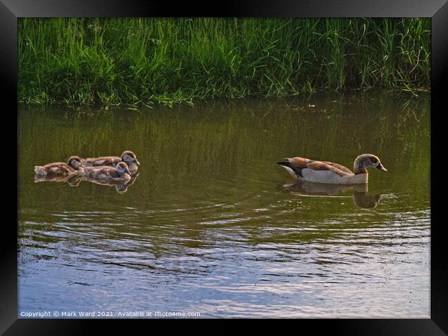 Egyptian Goose with young following. Framed Print by Mark Ward