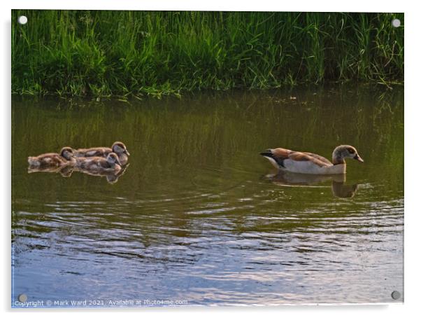 Egyptian Goose with young following. Acrylic by Mark Ward