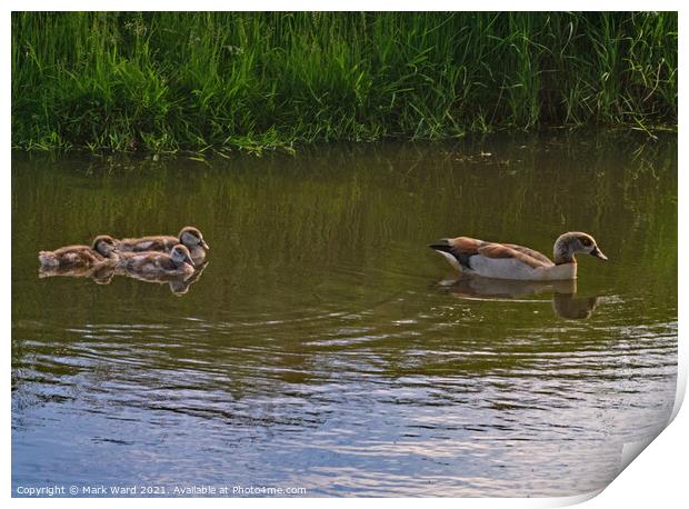 Egyptian Goose with young following. Print by Mark Ward