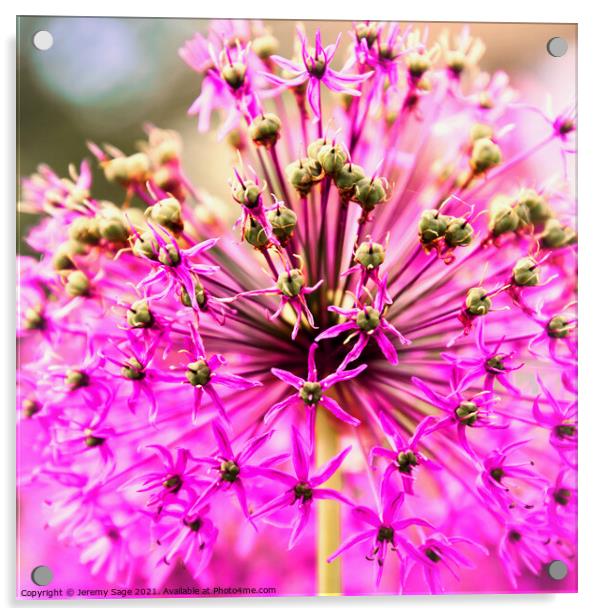 Radiant Pink Allium Acrylic by Jeremy Sage