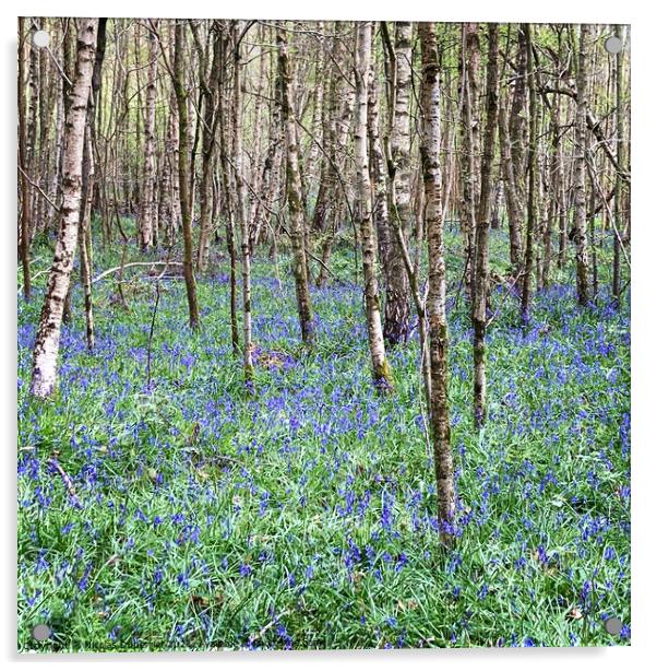 Bluebells in the woods, East Sussex Acrylic by Nicolas Duperrier