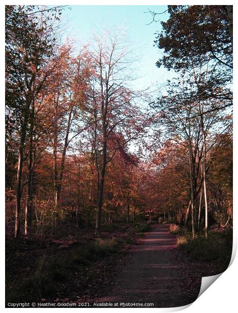 Autumn Woods Print by Heather Goodwin
