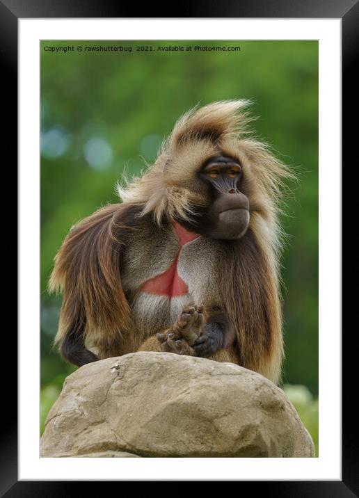 Gelada Sitting In The Wind Framed Mounted Print by rawshutterbug 