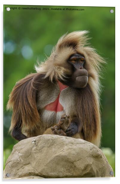 Gelada Sitting In The Wind Acrylic by rawshutterbug 