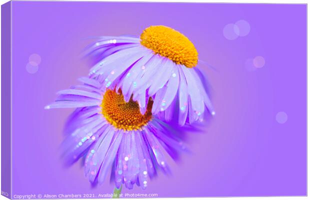 Sparkling Asters Canvas Print by Alison Chambers