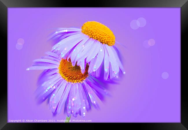 Sparkling Asters Framed Print by Alison Chambers