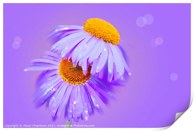 Sparkling Asters Print by Alison Chambers