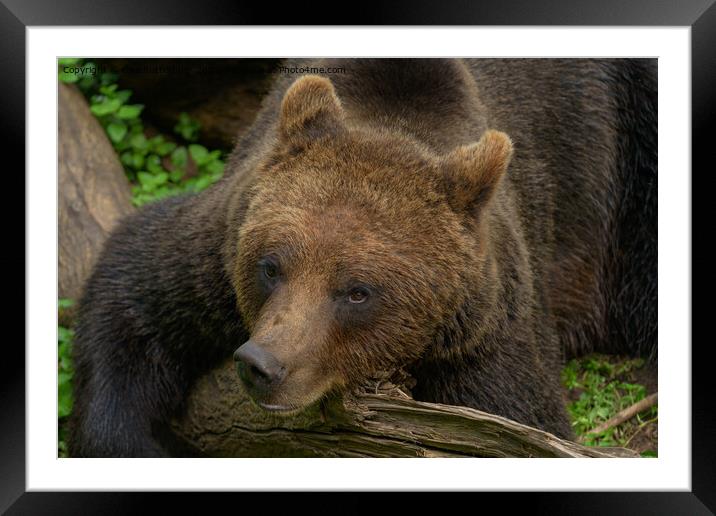 Bear Resting His Head Framed Mounted Print by rawshutterbug 