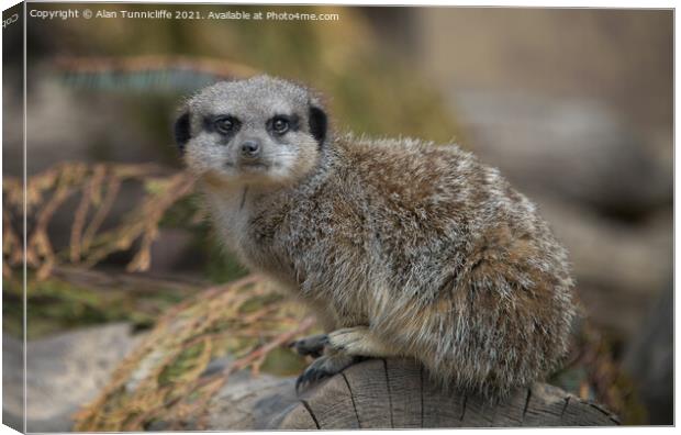 meerkat Canvas Print by Alan Tunnicliffe