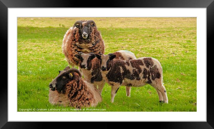 Jacob Sheep Family Framed Mounted Print by Graham Lathbury