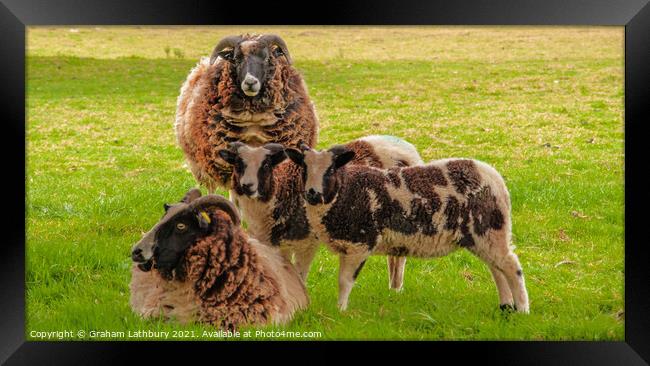 Jacob Sheep Family Framed Print by Graham Lathbury
