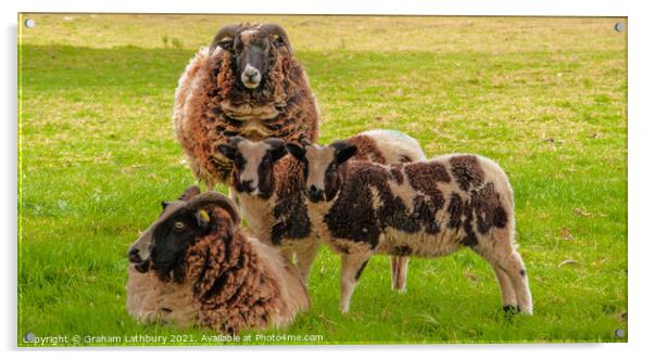 Jacob Sheep Family Acrylic by Graham Lathbury