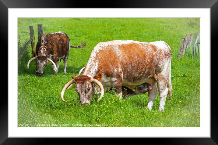 English Longhorn Cows Framed Mounted Print by Graham Lathbury