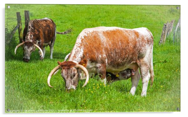 English Longhorn Cows Acrylic by Graham Lathbury
