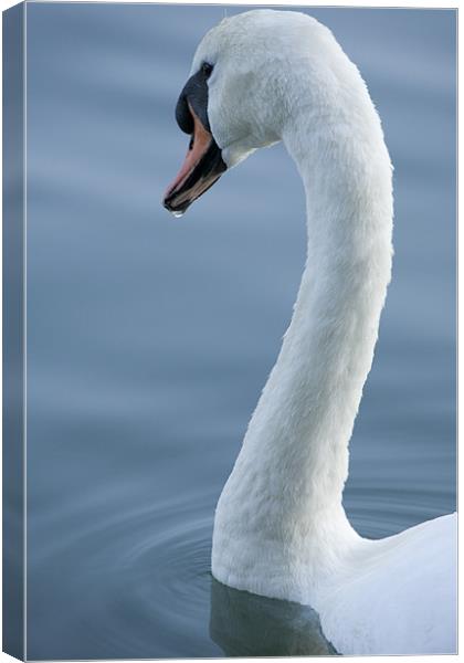 Swan Canvas Print by Ian Middleton