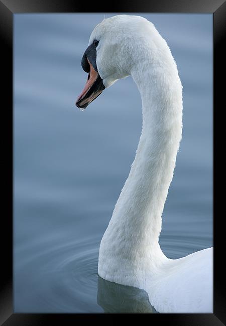 Swan Framed Print by Ian Middleton