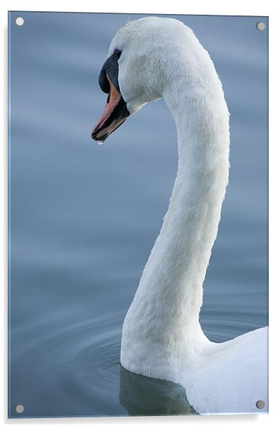 Swan Acrylic by Ian Middleton