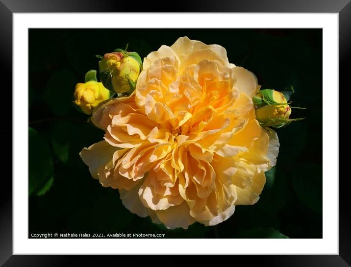 Beautiful Yellow Rose Framed Mounted Print by Nathalie Hales
