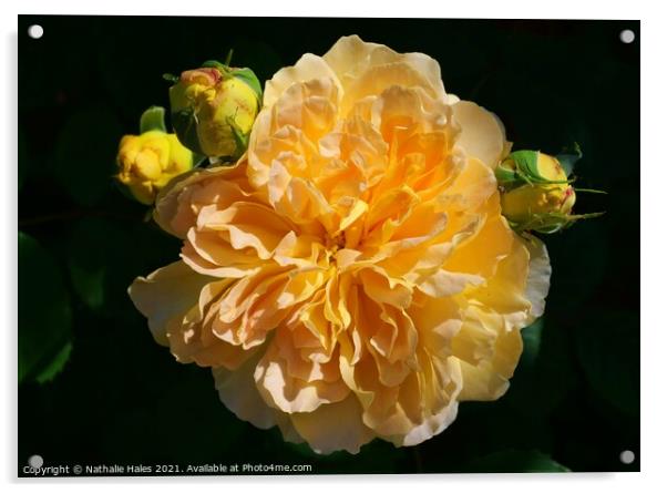 Beautiful Yellow Rose Acrylic by Nathalie Hales