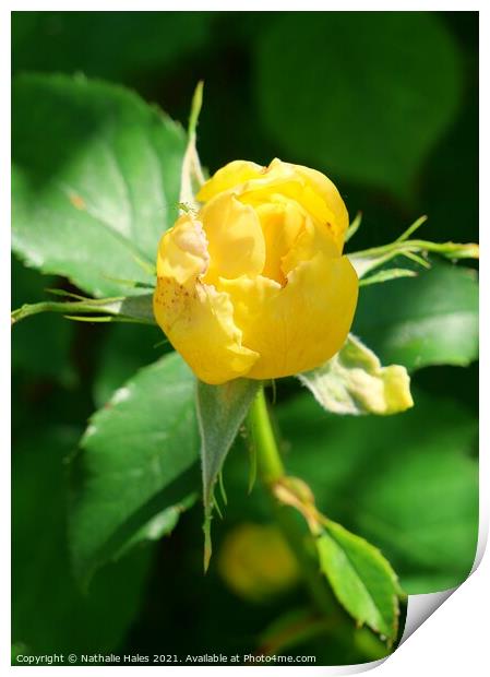 Yellow Rose Bud Print by Nathalie Hales