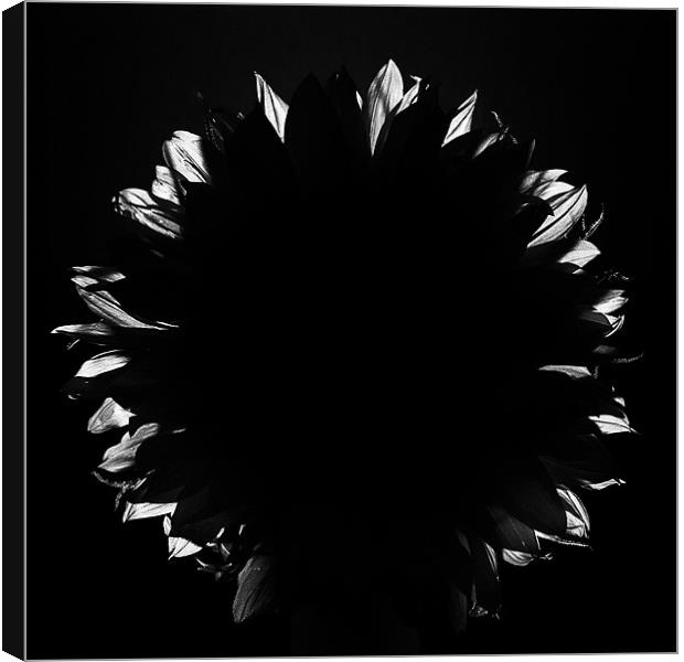 Sunflower 4780 Canvas Print by colin ashworth