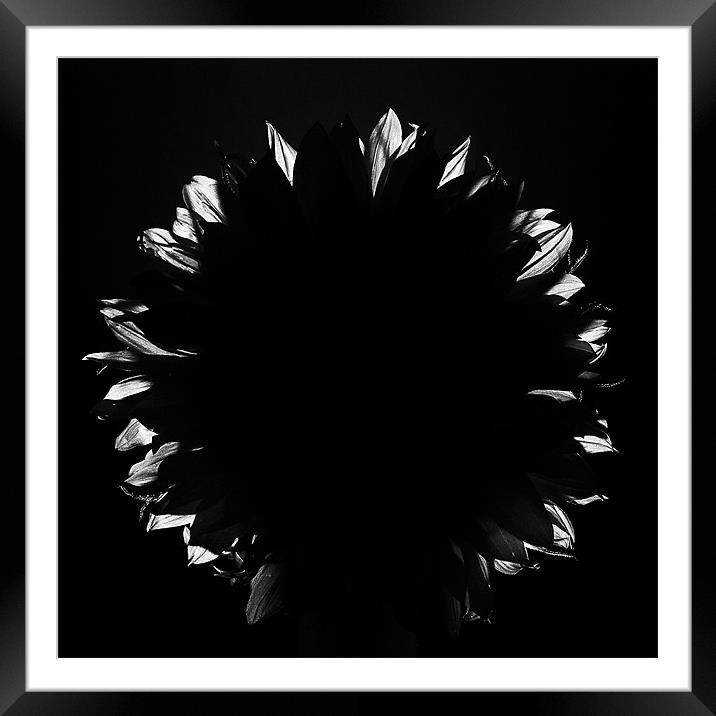 Sunflower 4780 Framed Mounted Print by colin ashworth