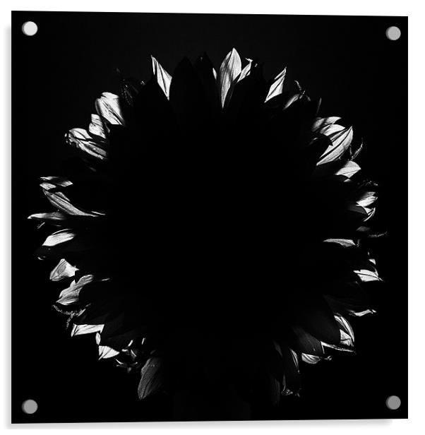 Sunflower 4780 Acrylic by colin ashworth
