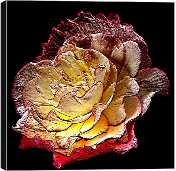 Begonia Canvas Print by Steve Purnell