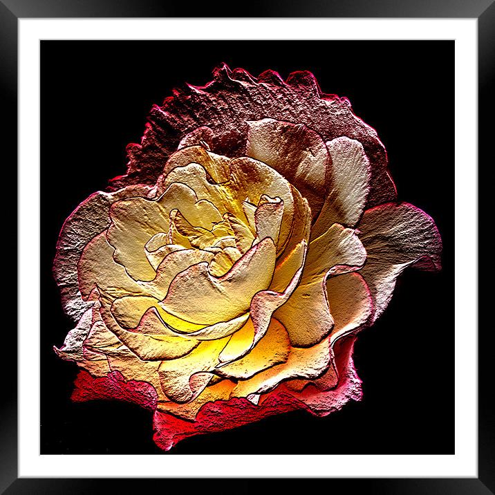 Begonia Framed Mounted Print by Steve Purnell