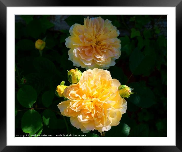 Yellow Rose Bush Framed Mounted Print by Nathalie Hales