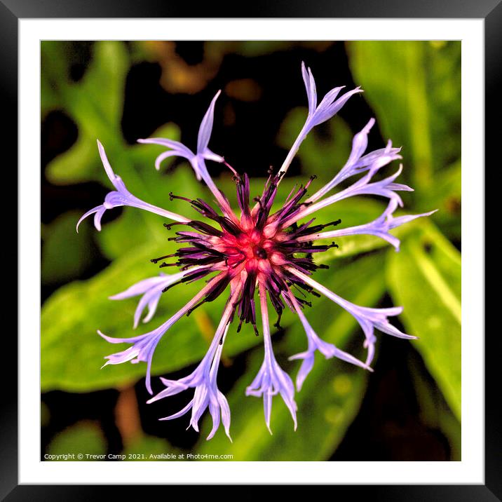 Macro Cornflower Framed Mounted Print by Trevor Camp