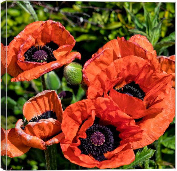Blood Red Poppies (Square Crop) Canvas Print by Jim Jones