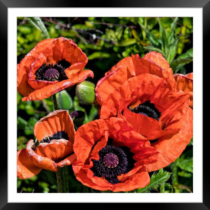 Blood Red Poppies (Square Crop) Framed Mounted Print by Jim Jones