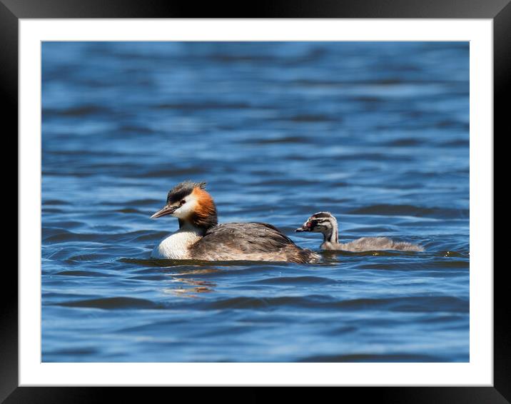 Great Crested Grebe and chick. Framed Mounted Print by Tommy Dickson
