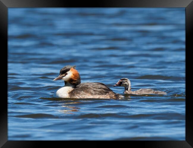 Great Crested Grebe and chick. Framed Print by Tommy Dickson