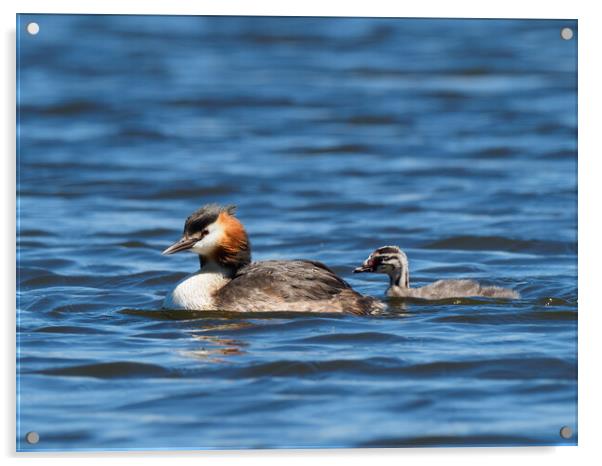 Great Crested Grebe and chick. Acrylic by Tommy Dickson